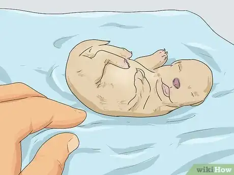 Image intitulée Tell if a Dog Is a Girl or Boy Step 4
