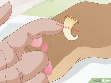 Image intitulée Care for a Dog's Dew Claw Step 6