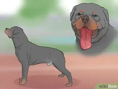 Image intitulée Identify a Rottweiler Step 9