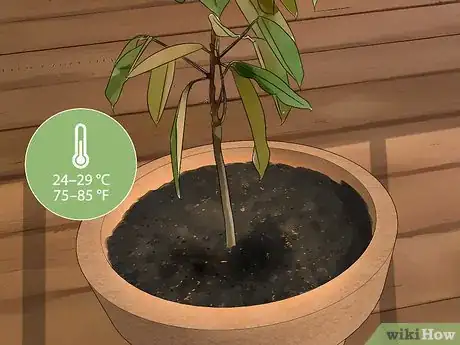 Image intitulée Plant Durian Seeds Step 14