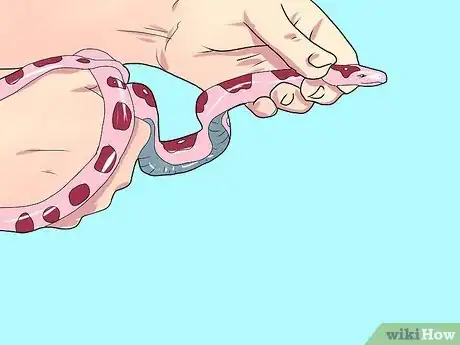 Image intitulée Care for a Corn Snake Step 9