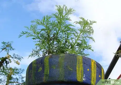 Image intitulée Dry Dill Step 2