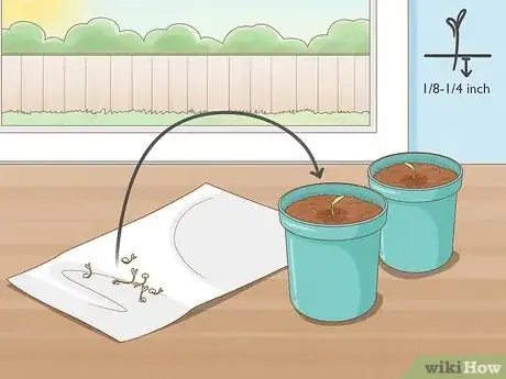 Image intitulée Grow Hot Peppers Step 4