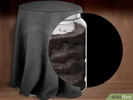 Image intitulée Build an Ant Farm Step 9