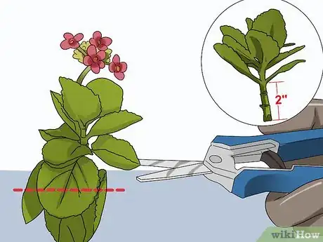 Image intitulée Grow Kalanchoe Step 1