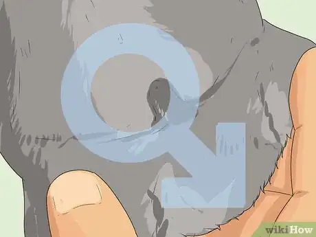 Image intitulée Tell if a Dog Is a Girl or Boy Step 5