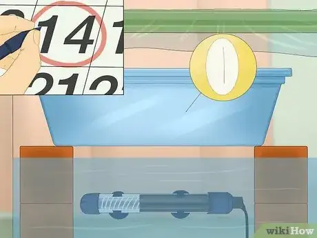 Image intitulée Take Care of Lizard Eggs Step 12