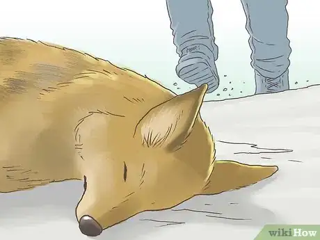 Image intitulée Hunt a Coyote Step 12