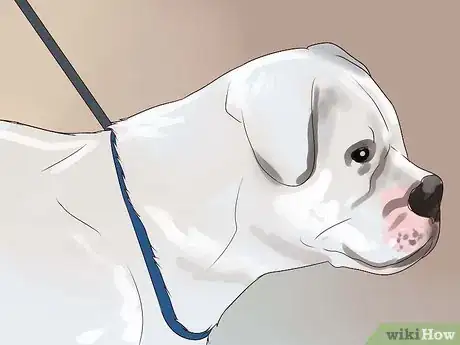 Image intitulée Keep Your Dog from Chasing Cats Step 16