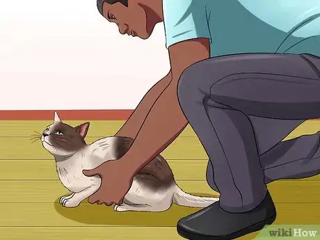 Image intitulée Carry a Cat Step 7