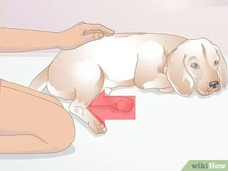 Image intitulée Treat Broken Bones in Dogs Step 1