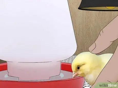 Image intitulée Raise Chickens for Eggs Step 15