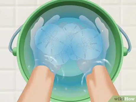 Image intitulée Clean and Preserve Sand Dollars Step 3
