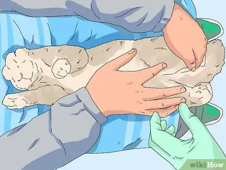 Image intitulée Determine the Sex of a Rabbit Step 3