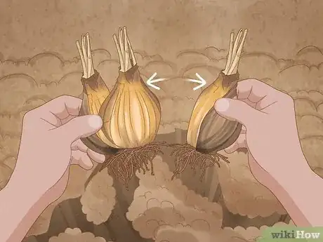 Image intitulée Keep Narcissus Bulbs After Flowering Step 17