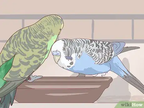 Image intitulée Breed Budgies Step 22