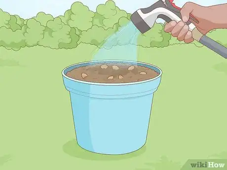 Image intitulée Plant Cherry Seeds Step 13