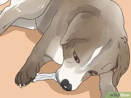 Image intitulée Make a Raw Food Diet for Dogs Step 10