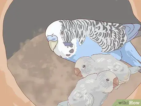 Image intitulée Breed Budgies Step 19