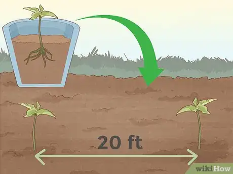 Image intitulée Plant Cherry Seeds Step 16