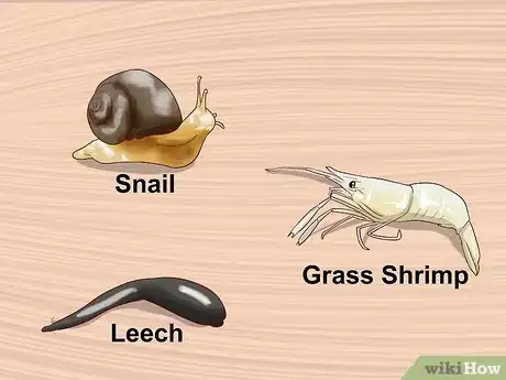 Image intitulée Make Fish Bait Without Worms Step 10