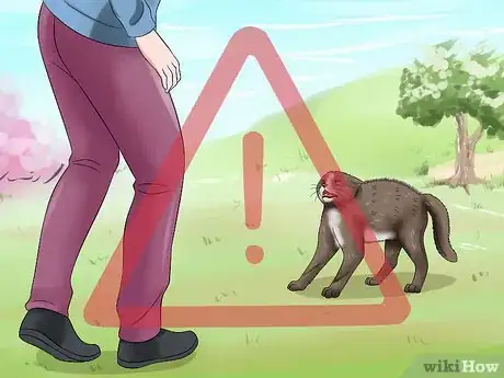 Image intitulée Carry a Cat Step 9