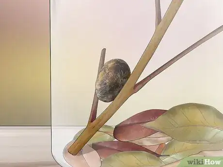 Image intitulée Care for Woolly Bear Caterpillars Step 10