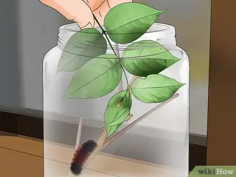Image intitulée Care for Woolly Bear Caterpillars Step 5
