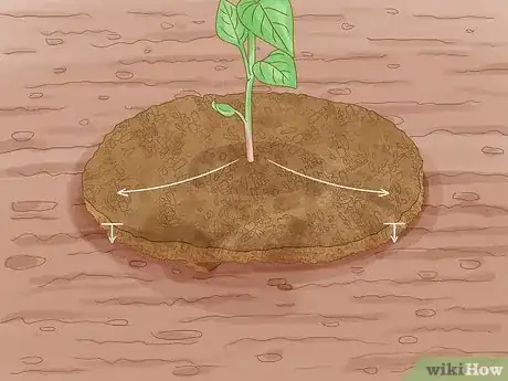 Image intitulée Grow Hot Peppers Step 15