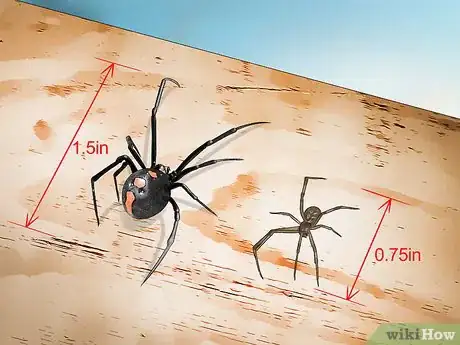 Image intitulée Identify a Black Widow Spider Step 6