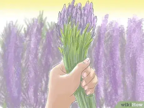 Image intitulée Plant Lavender Step 12