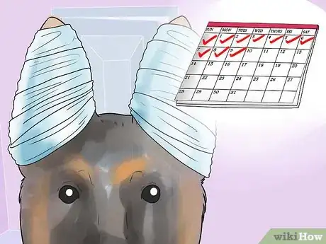Image intitulée Tape Up Stubborn German Shepherd Puppy Ears Step 10
