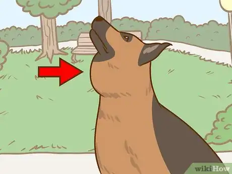 Image intitulée Recognize and Treat Salivary Mucocele in Dogs Step 7