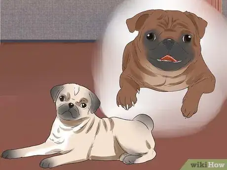 Image intitulée Breed Pugs Step 12