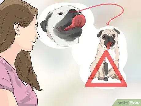 Image intitulée Breed Pugs Step 14