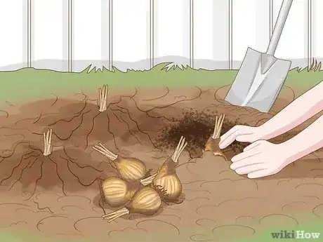Image intitulée Keep Narcissus Bulbs After Flowering Step 18