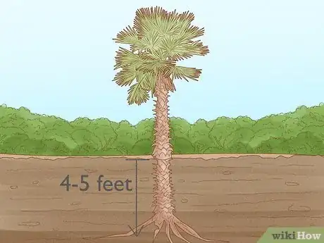 Image intitulée Plant a Palm Tree Step 5