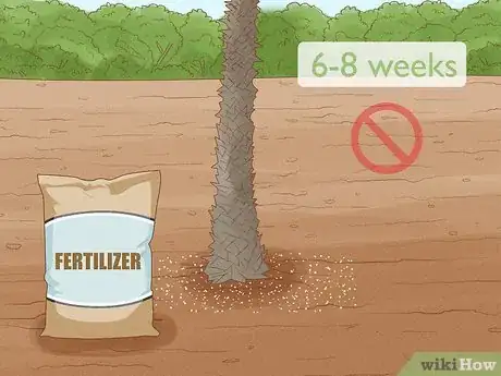 Image intitulée Plant a Palm Tree Step 14