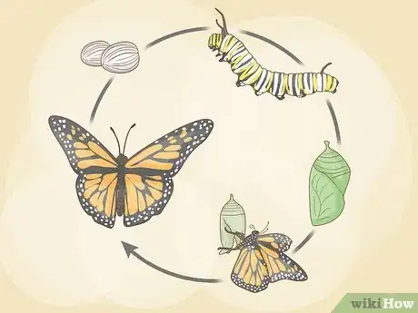 Image intitulée Find a Caterpillar Step 22