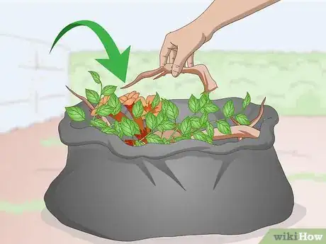 Image intitulée Kill Trumpet Vine Step 2