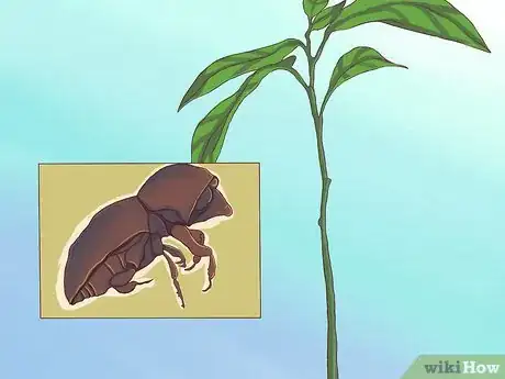 Image intitulée Grow Avocados Step 20