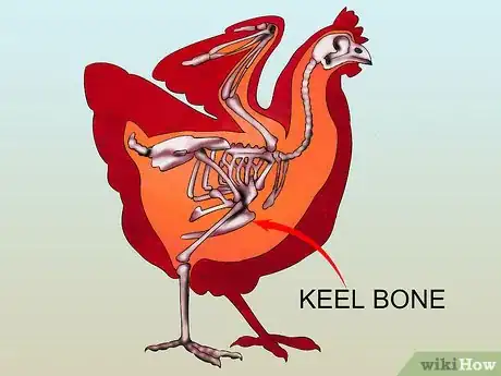 Image intitulée Vaccinate Chickens Step 17