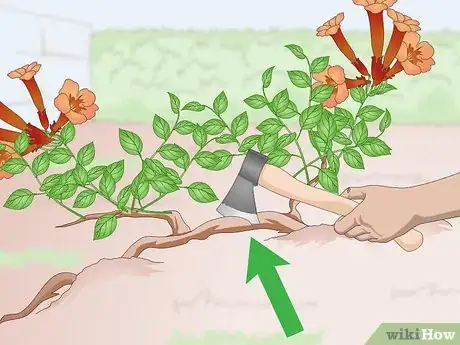 Image intitulée Kill Trumpet Vine Step 1