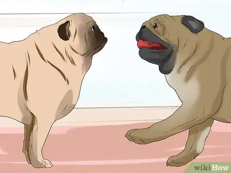 Image intitulée Breed Pugs Step 15
