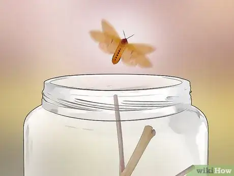 Image intitulée Care for Woolly Bear Caterpillars Step 12