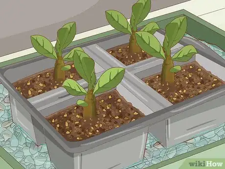 Image intitulée Plant Desert Rose Seeds Step 15