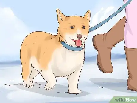 Image intitulée Keep Dogs Warm in the Winter Step 12