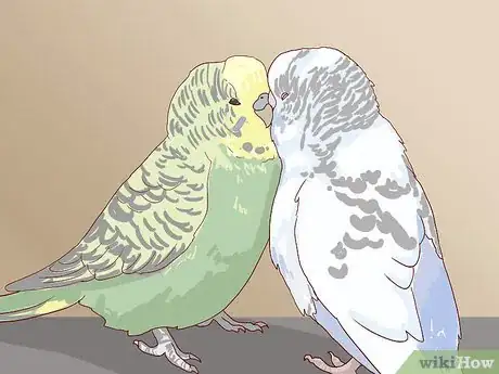 Image intitulée Breed Budgies Step 15