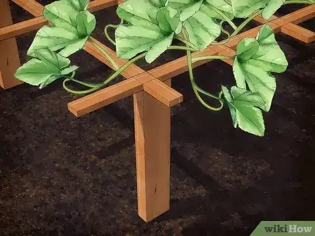Image intitulée Grow Cantaloupe Step 10