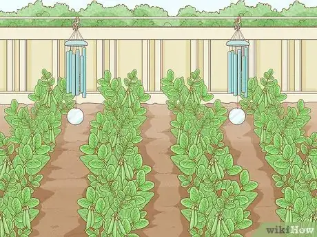 Image intitulée Protect Peas from Birds Step 9